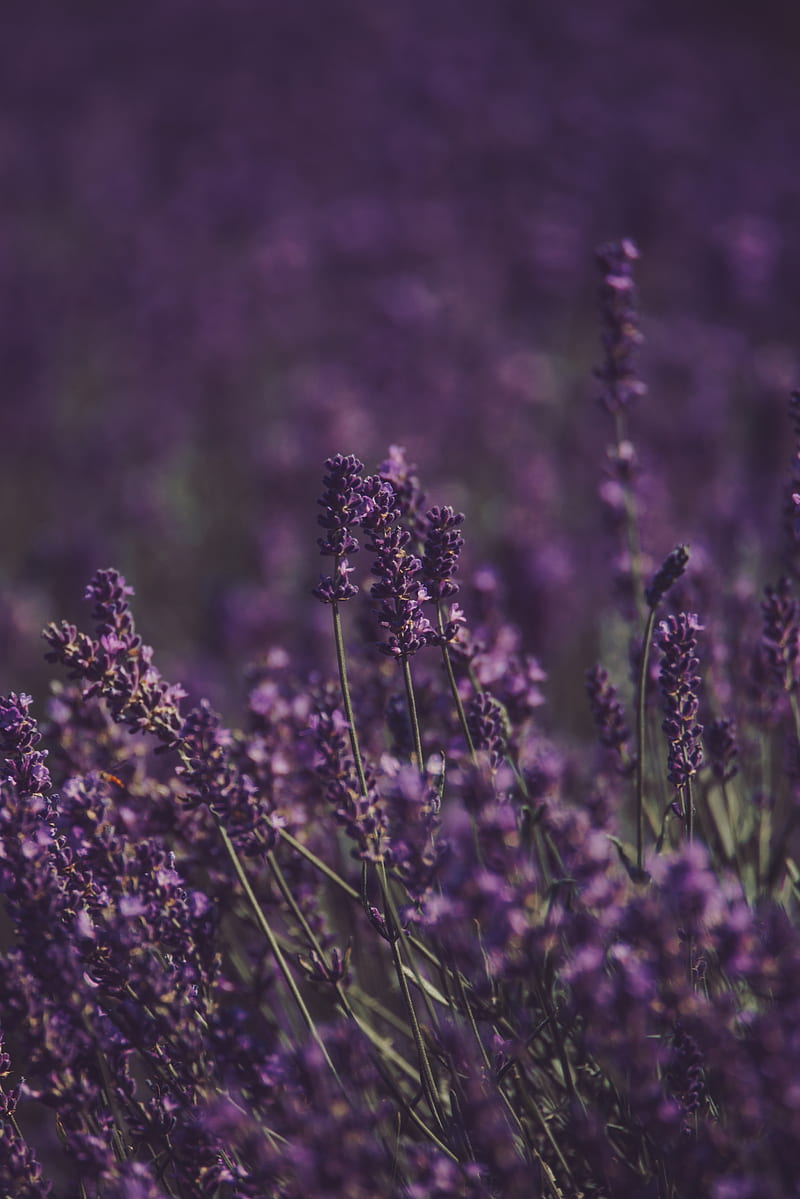 lavender, flowers, field, purple, bloom, HD phone wallpaper