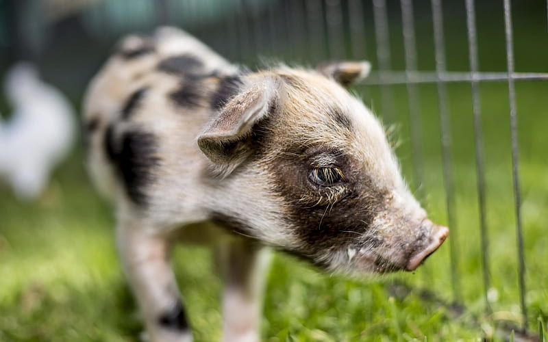 Piggy, farm, little pig, green grass, HD wallpaper