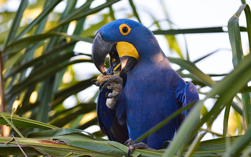 Hyacinth macaw, blue parrot, macaw, beautiful birds, blue birds, hyacinthine macaw, HD wallpaper