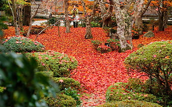 Maple Leaf-Enkoji Temple Autumn, HD wallpaper | Peakpx