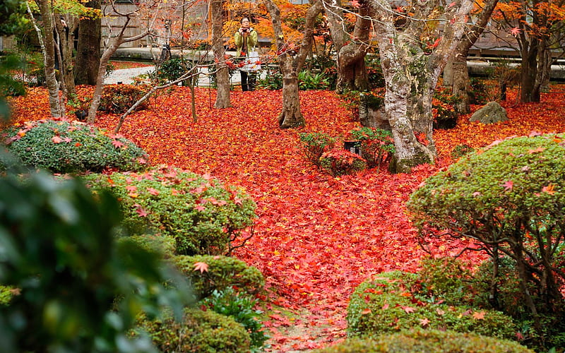 Red Maple Leaf-Enkoji Temple Autumn, HD wallpaper