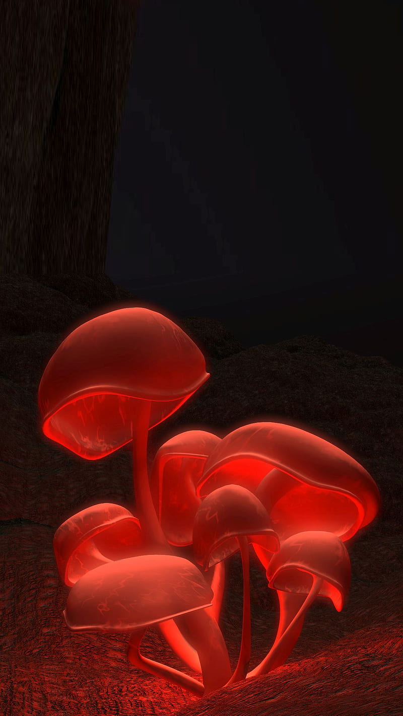 Mushrooms Red, mushrooms, red, HD phone wallpaper