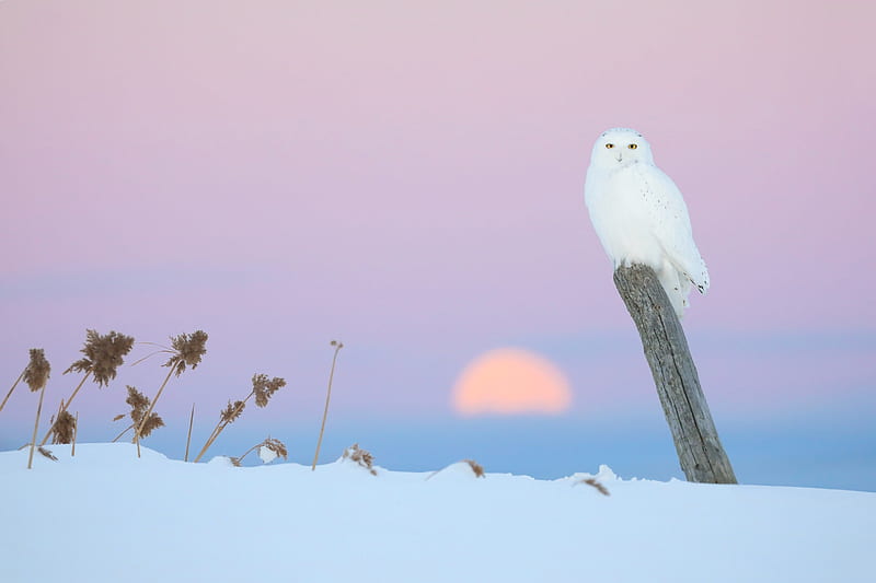 Birds, Snowy Owl, Bird, Owl, Snow, Wildlife, Winter, HD wallpaper