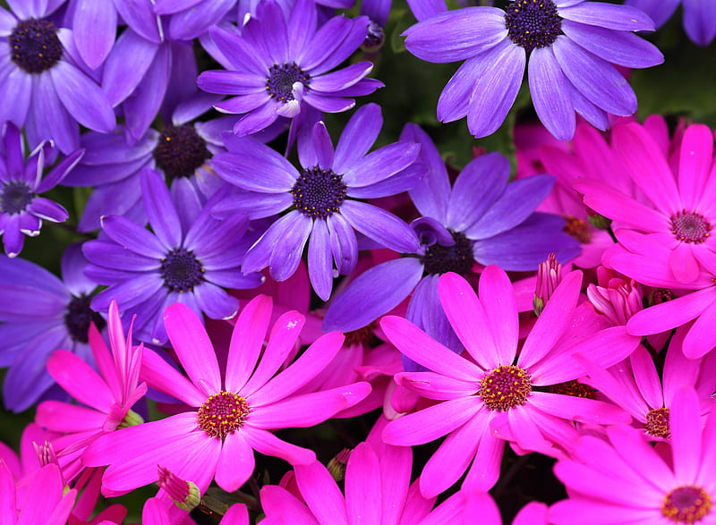 Earth, African Daisy, Daisy, Pink Flower, Purple Flower, HD wallpaper