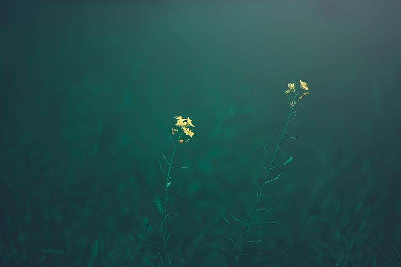 Yellow Flowers In Tilt Shift Lens, HD wallpaper