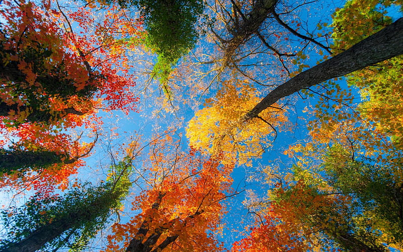 Colorful Autumn Canopy, canopy, autumn, leaves, trees, HD wallpaper