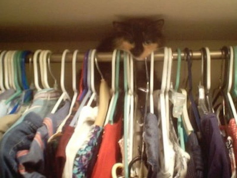 Cat in closet, closet, funny, cats, adventure, HD wallpaper
