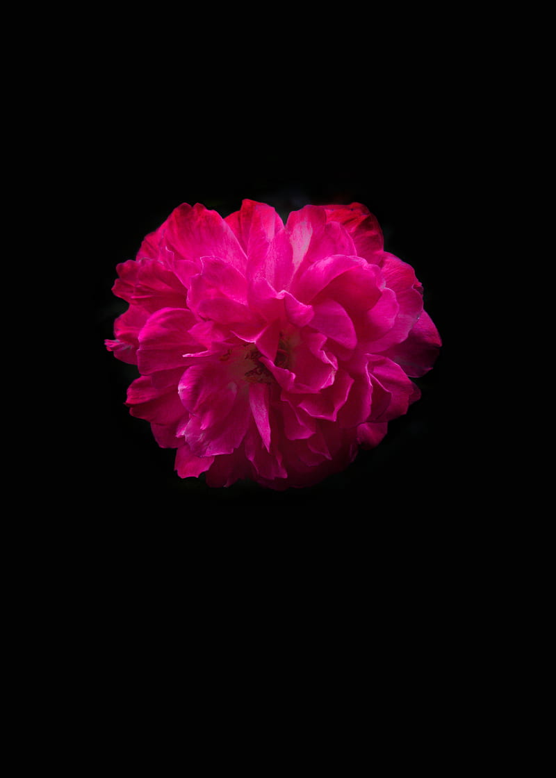Rose of mine, apple, bonito, black, desenho, flowers, pink, samsung, HD phone wallpaper