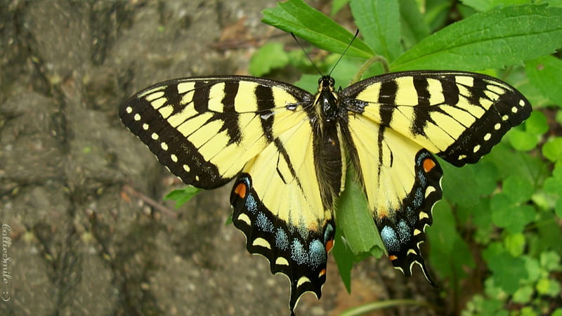 A Special Tiger Swallowtail: 2nd of Two, Striped, Summer, Tiger Swallowtail, co11ie, yellow, bonito, Swallowtail, clovers, leaves, butterfly, pathway, spots, green, Spring, blue, black, butterf1ies, butterflys, Springtime, HD wallpaper