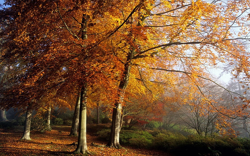 Beech trees, autumn, England., fall, autumn, tree, england, nature, scenery, beech, HD wallpaper