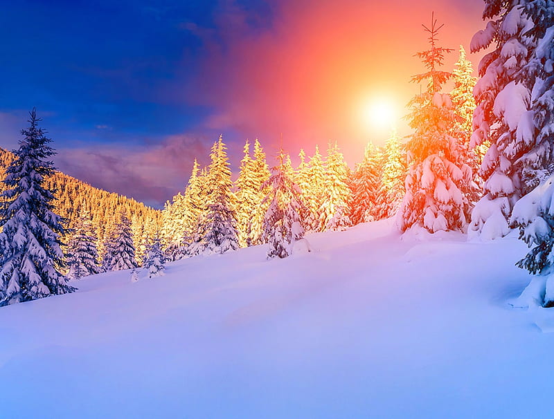 Bright sunshine in winter, sun, snow, trees, winter, HD wallpaper | Peakpx