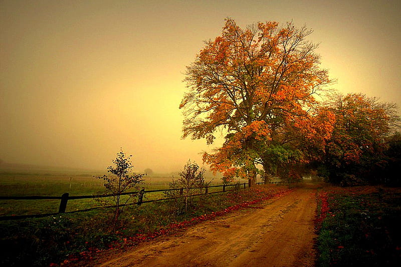 COUNTRY ROAD, countryside, autumn, road, fog, HD wallpaper
