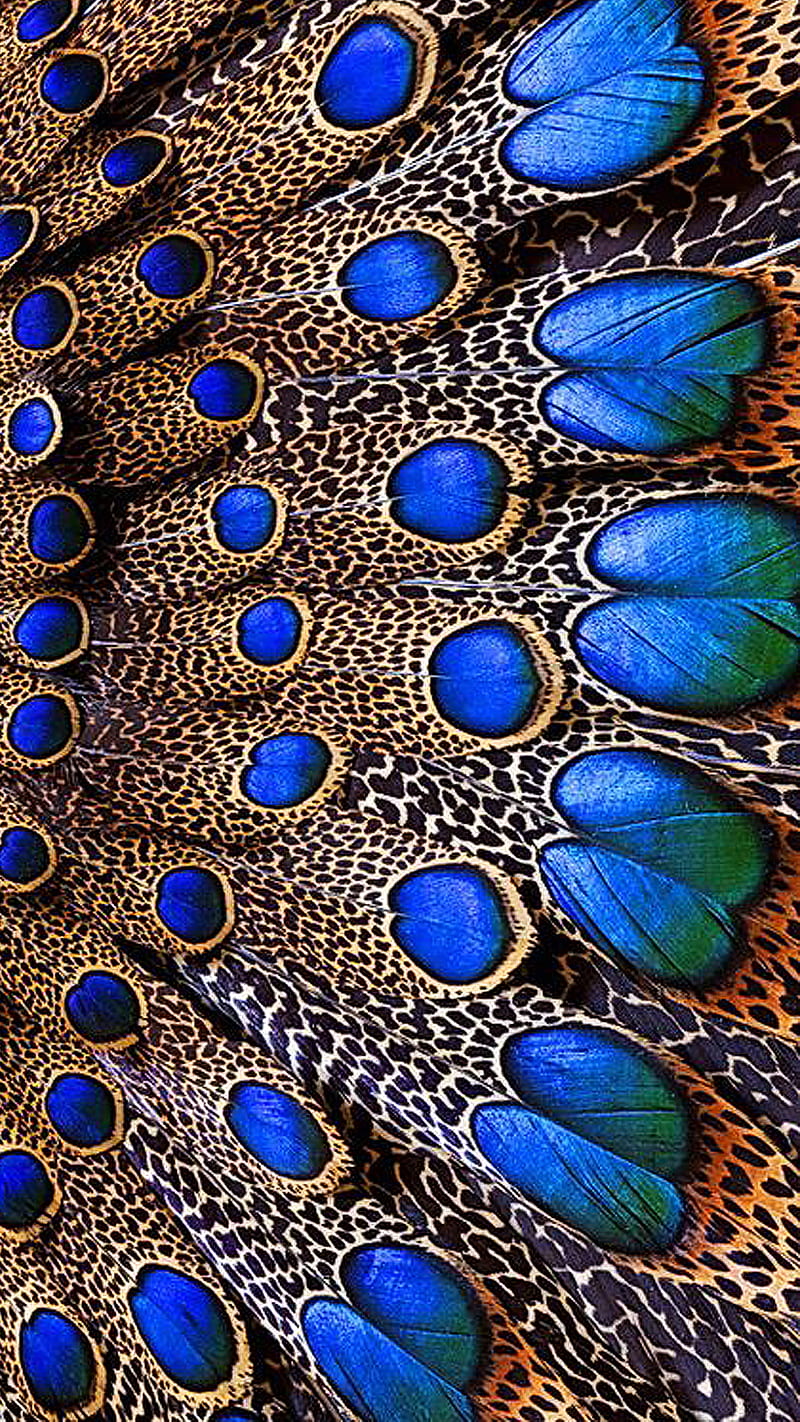 Blue feathers, bird, blue, feather, HD phone wallpaper