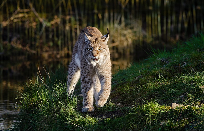 Lynxes, lynx, animals, HD wallpaper