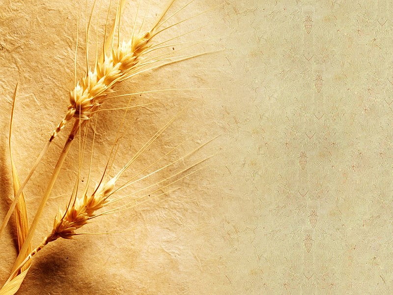 Wheat grain, nature, grain, sandy colour, wheat, HD wallpaper