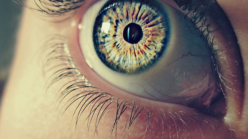 Eye Macro, lashes, eye, macro, HD wallpaper