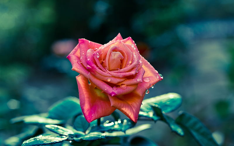 Lovely Rose for Margarita (margarita8as), lovely, wet, rose, dew, single, bonito, lonely, HD wallpaper