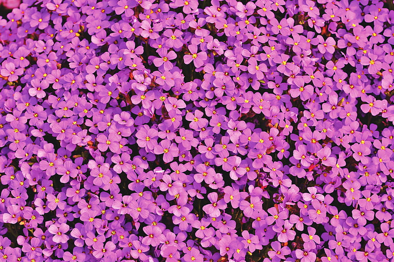violet aubrieta, garden, bloom, Flowers, HD wallpaper