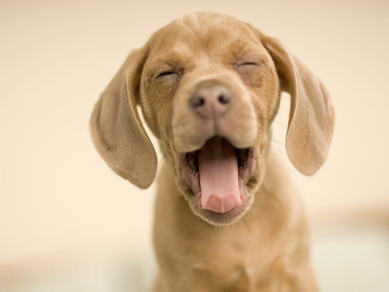 Big Yawn, beauty, nice, big, dog, HD wallpaper