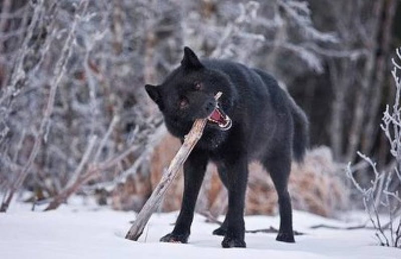 Sharpening my teeth, snow, black, nature, Wolf, animals, HD wallpaper