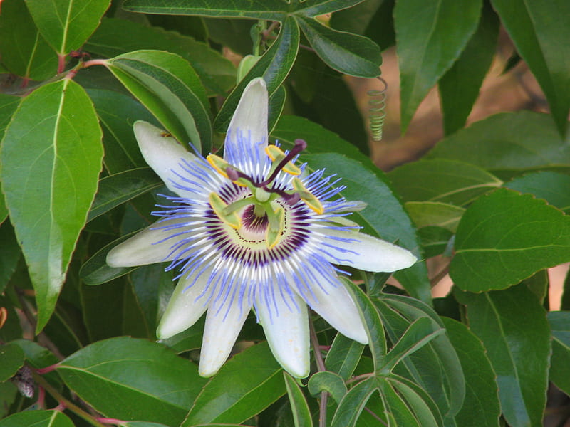 passion flower, lilac, exotic, green, tenderness, blue flower, HD wallpaper