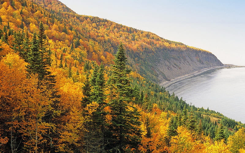 Woods coast resources autumn-Scenery, HD wallpaper