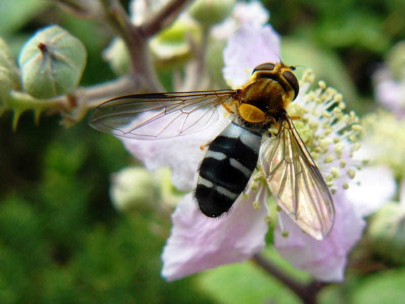 Bizzy Bee at work, bee, wings, honey, flower, nature, petals, pink, nectar, HD wallpaper