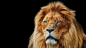 2,753 Lion Eyes Dark Images, Stock Photos & Vectors | Shutterstock