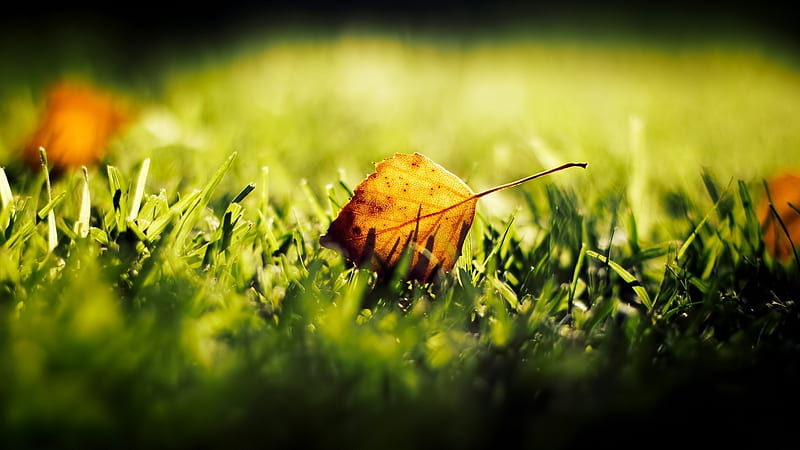 Leaf, macro, grass, graphy, blurry, Nature, HD wallpaper | Peakpx