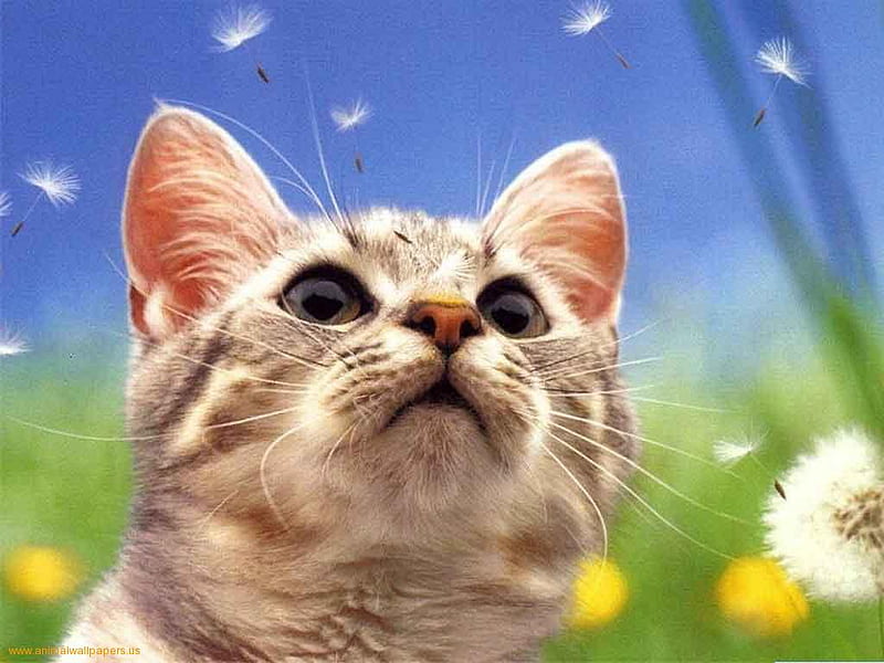 Kitten looking paratroopers, feline, flower, cat, kitten, animal, sweet, HD wallpaper
