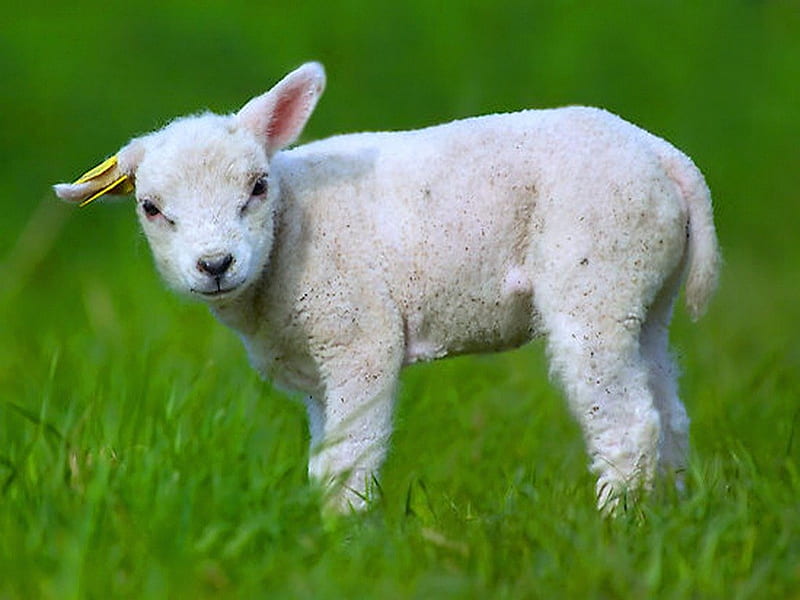 It's fleece was white as snow, sheep, wool, lamb, white, baby, HD wallpaper