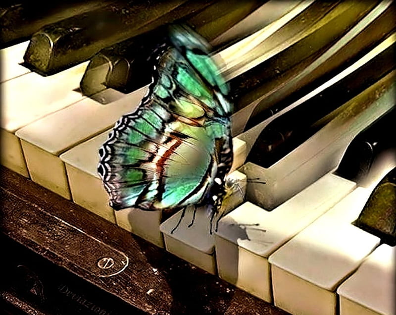 Butterfly on Piano, Piano, pretty, Butterfly, HD wallpaper | Peakpx