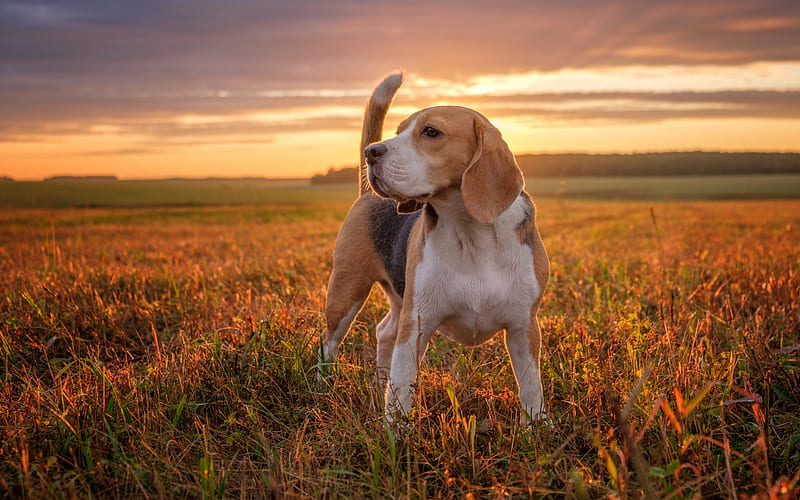 Beagle, lawn, dog on a walk, pets, dogs, sunset, cute animals, Beagle Dog, HD wallpaper