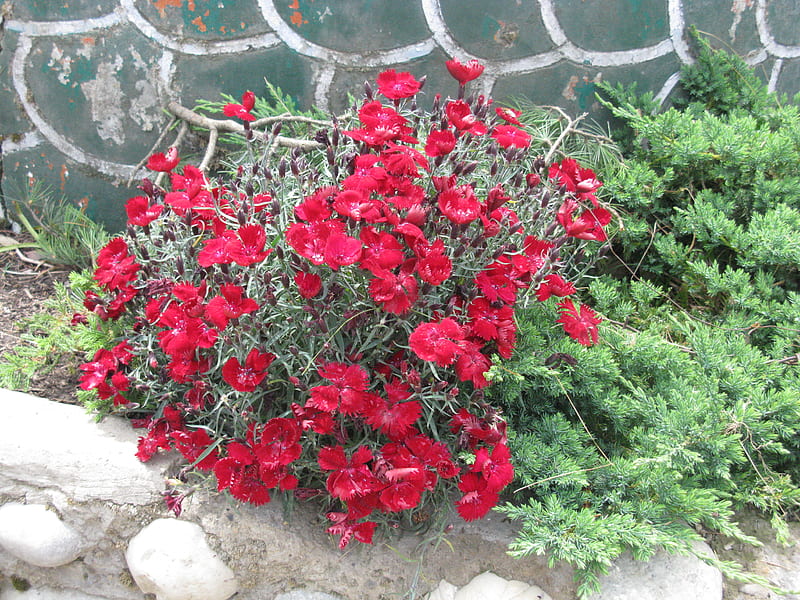 bunch of love, mountais, red, flowers, nature, HD wallpaper