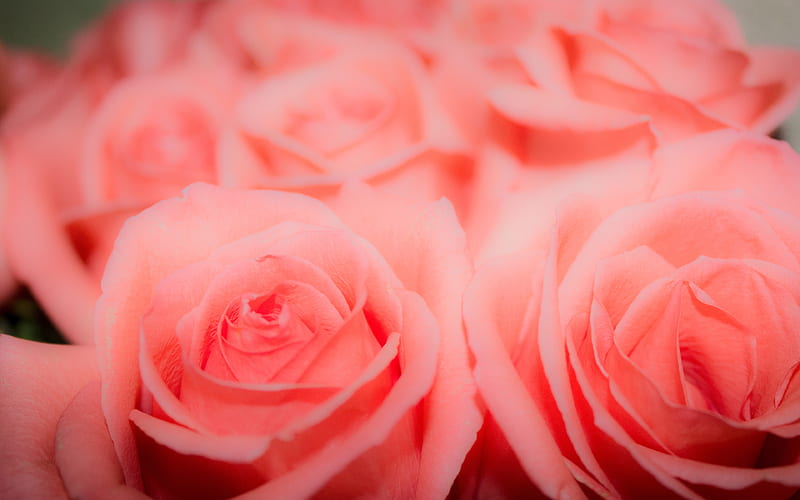 pink rose bokeh, pink flowers, beautiful flowers, pink buds, roses, bouquet of roses, HD wallpaper