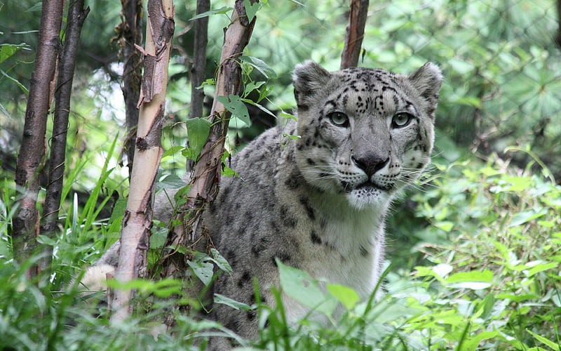 Cats, Snow Leopard, Big Cat, Wildlife, predator (Animal), HD wallpaper