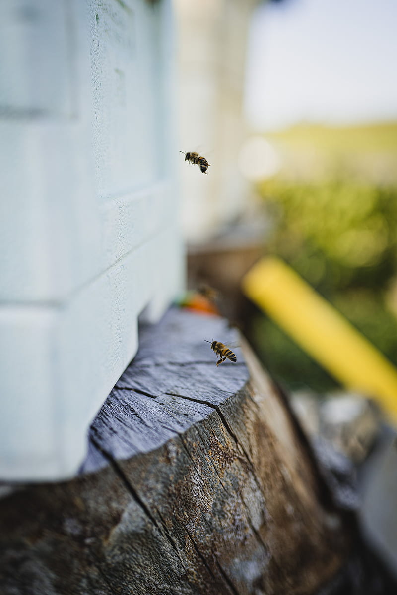 bee, insect, flight, stump, HD phone wallpaper