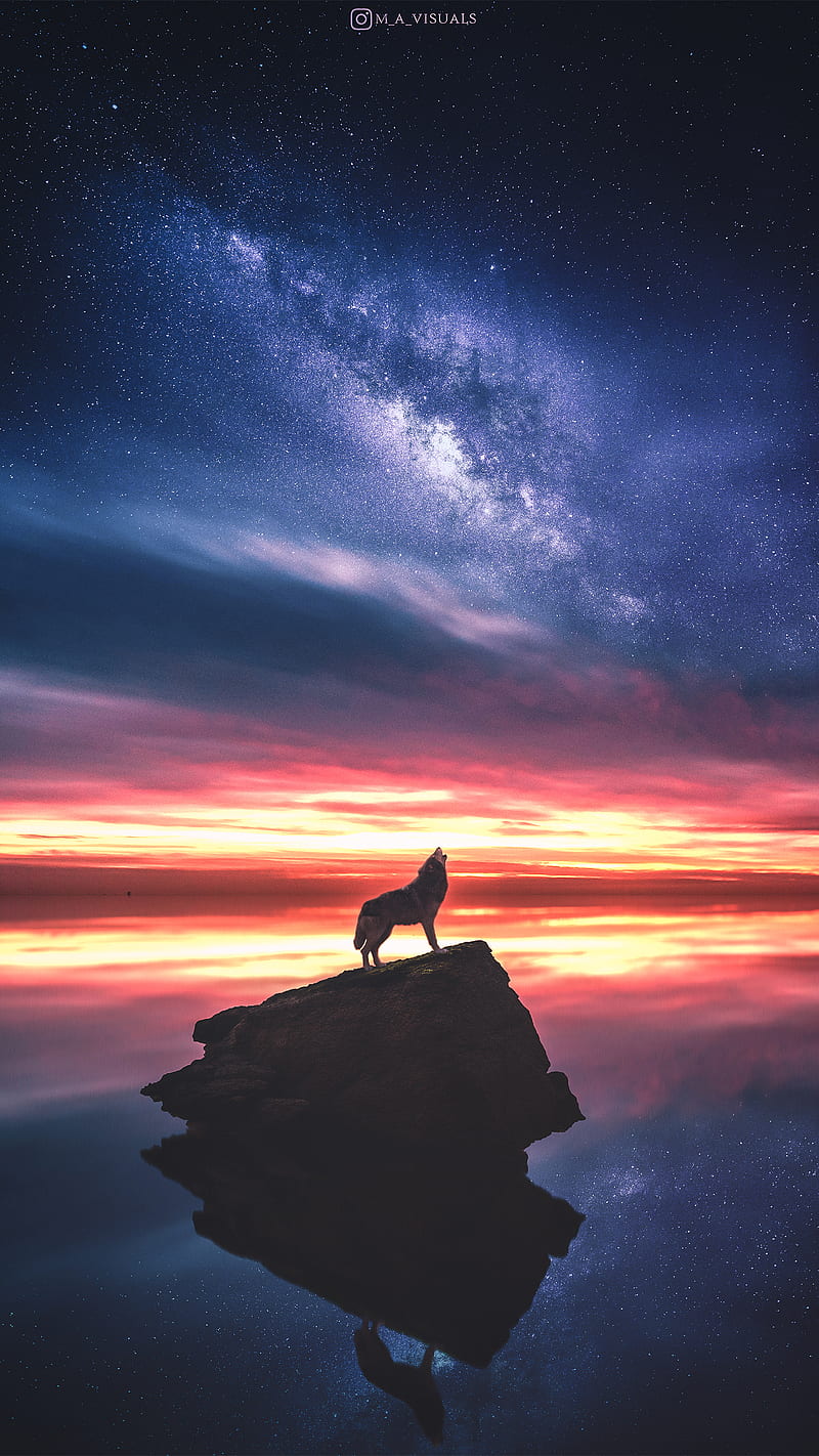 Lone Wolf, M_A_Visuals, animal, nature, stars, sunset, HD phone wallpaper
