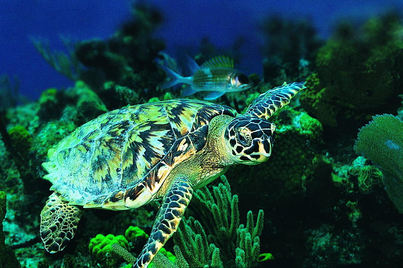 Sea Turtle, Green Turtle, HD wallpaper