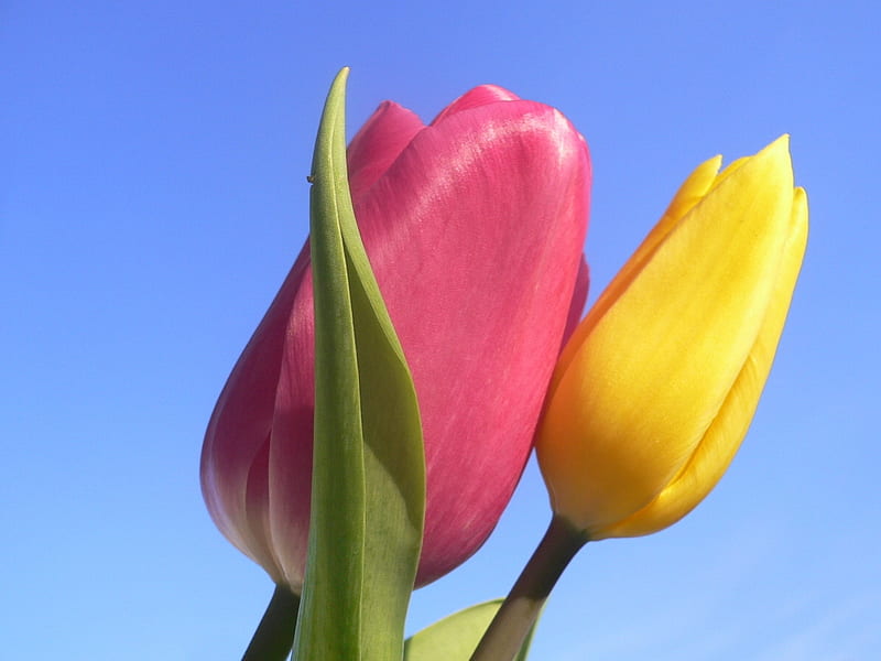 Lovely Tulips, colorful, lovely, colors, yellow, bonito, sky, flowers, nature, tulips, pink, tulip, HD wallpaper