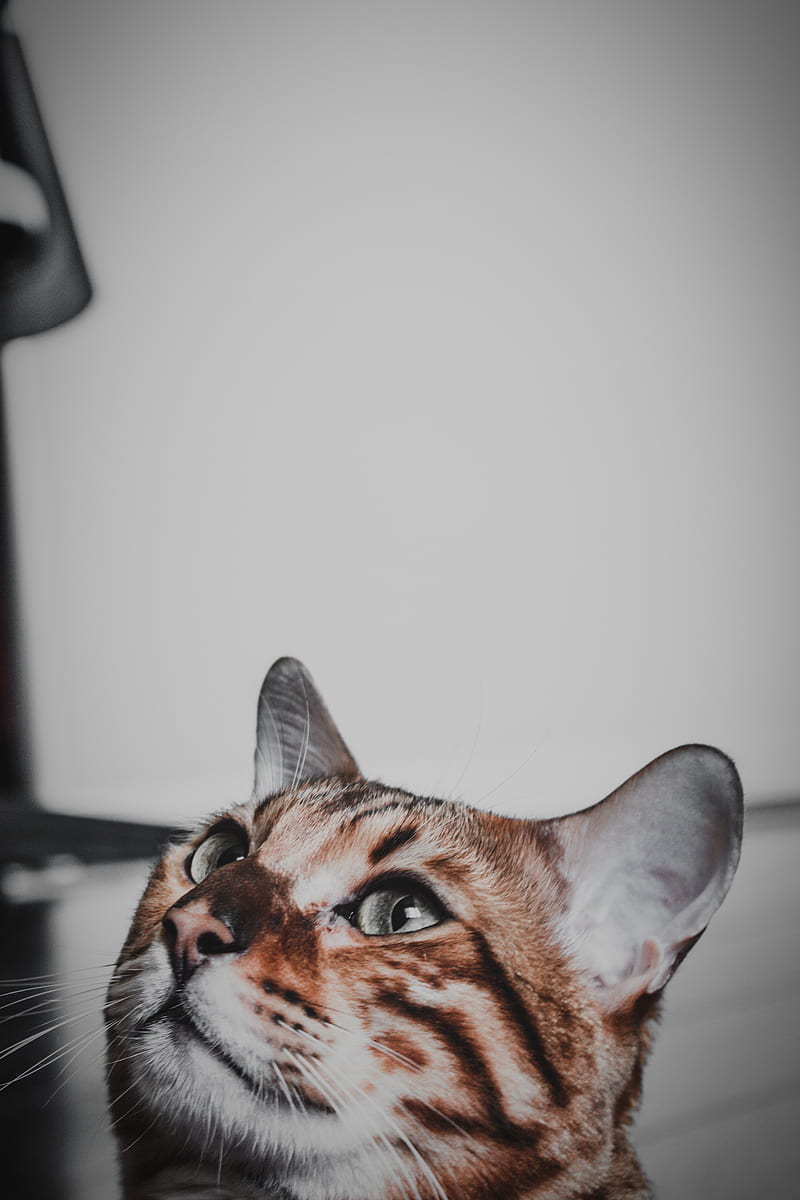 orange tabby cat on black table, HD phone wallpaper