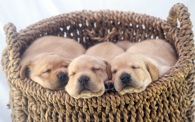Labradors, little puppies, golden retriever puppies, sleeping puppies, cute animals, pets, puppies in a basket, HD wallpaper