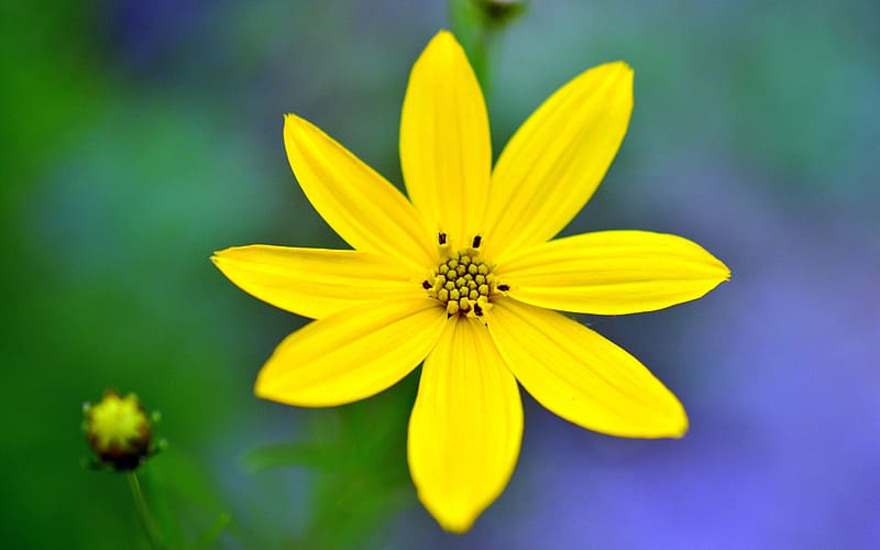 Yellow Coreopsis Spring Flower Plant Closeup, HD wallpaper