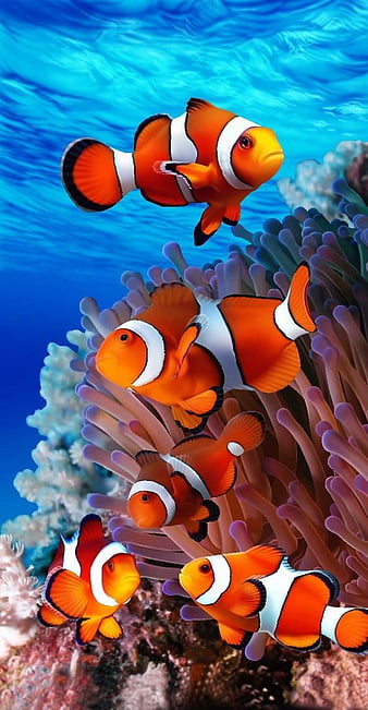 Sea, underwater, clown fish, reef, coral 1242x2688 iPhone 11 Pro/XS Max  wallpaper, background, picture, image
