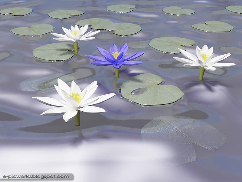 Lotcus, 3d, lotus, flower, nature, abstract, HD wallpaper | Peakpx