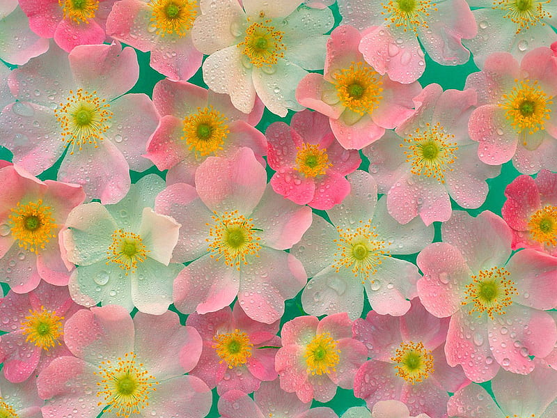Home > Nature > Flowers Pink and Yellow Japanese Anemones, flower, colour, petal, anemone, HD wallpaper