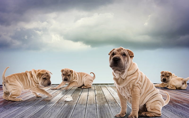 Shar Pei, family, mouse, puppies, pets, cute animals, dogs, Shar Pei Dog, HD wallpaper