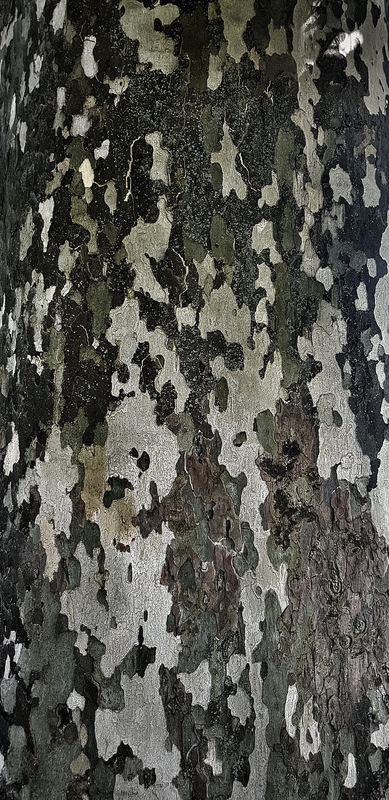 Camo Tree Bark, autumn, camouflage, dull, dull colours, pattern, tree bark, unprocessed, HD phone wallpaper