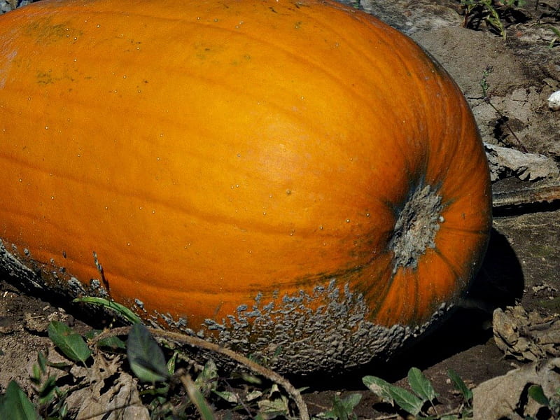 harvested, autumn, pumpkin patch, orange, halloween, squash, pumpkins, HD wallpaper