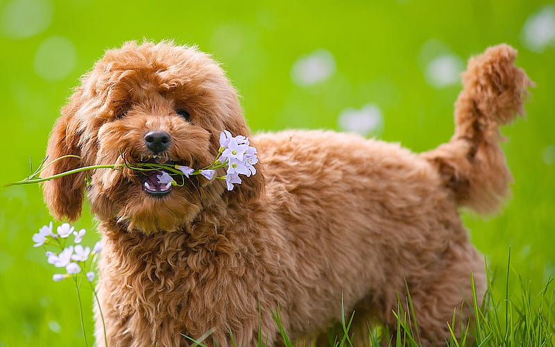 Toy Poodle, lawn, dogs, cute animals, flowers, pets, Toy Poodle Dog, HD wallpaper